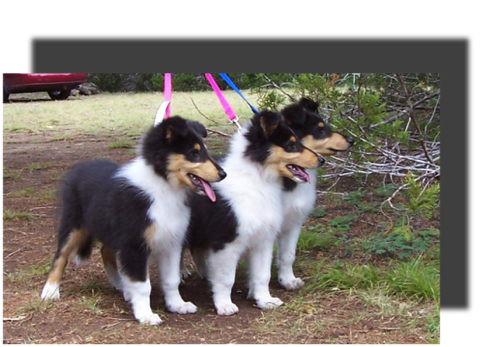 gadflyxhoneyPups2005-05-10 Treebarkermy 3 fluffys-1_g9it45.png